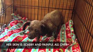 Arizona Small Dog Rescue DOLLY [upl. by Nee]