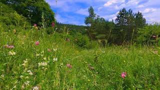 Summer Meadow Ambience Birds Singing Birds Sound Crickets Birdsong  8 HOURS [upl. by Juline]