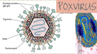 Poxvirus microbiology [upl. by Lizabeth]