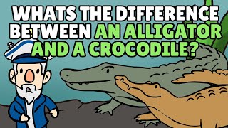 Difference Between Alligator and Crocodile  Cayman Animal [upl. by Fawn]