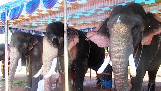 Kerala Elephants  Elephant Show and Procession  Conference  Caparisoned Elephants Parade [upl. by Cheyne711]