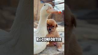 CE CANARD VA SAUVER CE BÉBÉ CHIEN ❤️￼ [upl. by Florine]