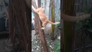 training day 💪 ni ming ming 2 shortsfeed funny comedyfilms catlover catslife training [upl. by Ridan557]