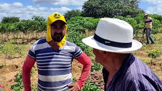 SEU PEDRO JACÓ VISITANDO O ROÇADO DE NALDINHO EM CACHOEIRINHA MIRANDIBA PERNAMBUCO [upl. by Barnabe87]