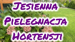 Jesienna pielęgnacja hortensji ogrodowej [upl. by Allissa]