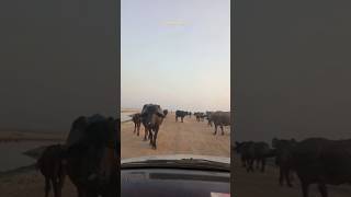 buffalo blocked our way 😲wildlife animals animal shortsvideo shorts earthcreatures1813 [upl. by Aneeras]