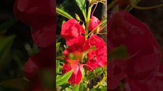 Impatiens balasmina ❤️🌸 shorts youtubeshorts impatience flowers nature 🌿🍃 [upl. by Rosecan]