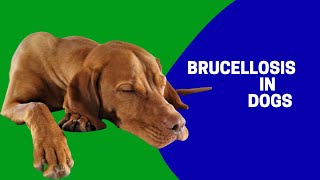 Brucellosis in Dogs [upl. by Waddington]