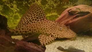 L165 Pterygoplichthys gibbiceps  Xperia Z1 Testvideo 1080p [upl. by Oiled420]