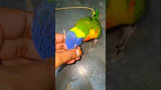 Rainbow lorikeet playing lorikeet short birds lorikeetparrotparakeet teambird [upl. by Gusella]