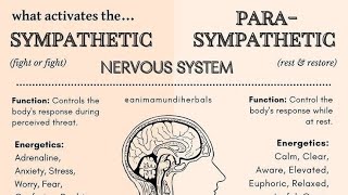 Effects of the sympathetic Vs parasympathetic nervous system on body organs [upl. by Airednaxela887]