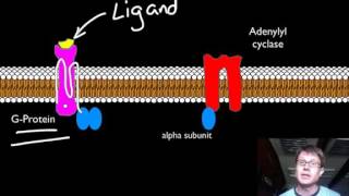 Mechanism of Drug Action  Signal Transduction Pathways [upl. by Eniwtna]