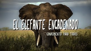 Reflexiones de Vida  Deja ir las Limitaciones del Pasado   EL ELEFANTE ENCADENADO [upl. by Aivatra]