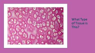 Anatomy practical exam tissue histology slide review for final [upl. by Boor]