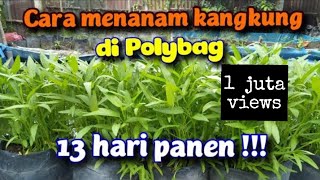 CARA MENANAM KANGKUNG DI POLYBAG AGAR CEPAT PANEN [upl. by Elena904]