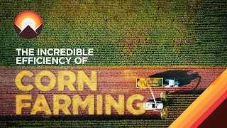 The Incredible Logistics Behind Corn Farming [upl. by Ahseikal]