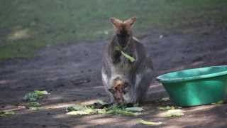 Redneck wallaby joey January 2014 [upl. by Mandal]