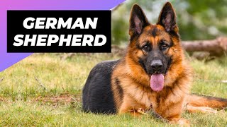 German Shepherd 🐶 What To Expect As A New Owner [upl. by Dorcea362]