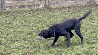 Training dogs amp The New Zealand Huntaway [upl. by Corel]