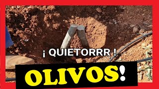 👨‍🌾 Cómo PLANTAR OLIVOS de ESTACAS para ENRAIZAR 🌳 paso a paso Estilo JAEN [upl. by Craw]