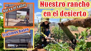 87LLEGANDO AL RANCHO‼️YA VOLVIERON🐝TENEMOS MELONES🍈FUMIGACION vlog hortalizas [upl. by Adnaloj]