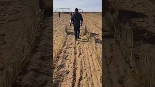 Stabilizing Sand Dunes with Standing Straw  Good tools and machinery make work easier [upl. by Davin]