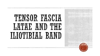 Tensor Fascia Latae and the Iliotibial Band Functional Anatomy [upl. by Ardyaf]