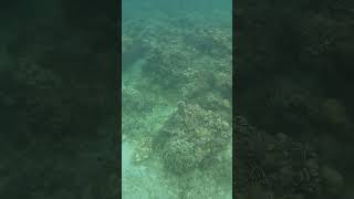 Snorkeling Around a Reef in Recovery [upl. by Temp]