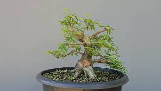 Pré Bonsai Calliandra Rosa 8 Anos [upl. by Laverne]