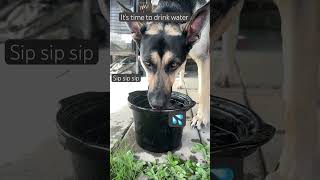 How To Hydrate howto hydration subscribe  science dog kaylaandmichael water drink shorts [upl. by Calandria]