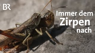 Der Sound des Sommers Heuschrecken im Nationalpark Berchtesgaden  Schwaben  Altbayern  BR [upl. by Monte]