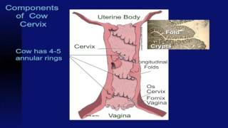 Lecture 13 Part 2 Reproductive System of Cows [upl. by Eartnoed840]