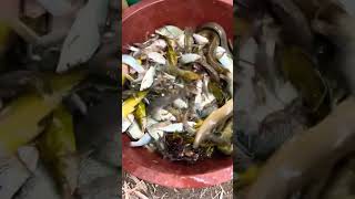 Nicefishing reel nature verynice villagefish youtube [upl. by Haiacim]