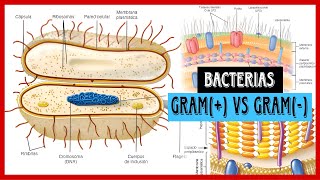 ✅Microbiología  Bacterias GRAM POSITIVAS vs GRAM NEGATIVAS Clasificación según tinción de Gram✅ [upl. by Eelydnarb]