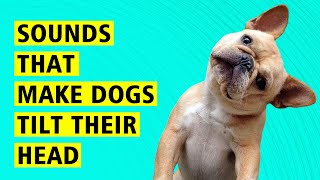 10 Sounds That Make Dogs Tilt Their Head ♥️♥️♥️ [upl. by Vasili]