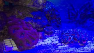 Acanthastrea LPS coral Lordhowensis amp Bowerbanki [upl. by Barri]