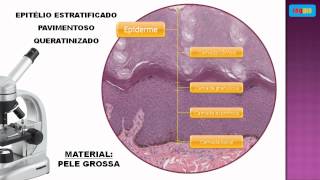 Epitelio estratificado pavimentoso queratinizado [upl. by Henrieta]