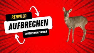 Rehwild Aufbrechen und abziehen [upl. by Asserrac]