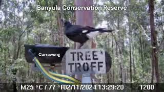 Wildlife Thrives at Banyula Thanks to the Tree Troff [upl. by Bor]