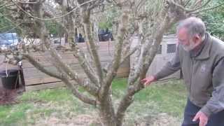 How to prune figs in a cool climate for first breba crop fig production [upl. by Billat108]