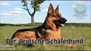 Hitler Verarsche Deutscher Schäferhund [upl. by Schrader]