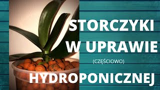 Jak uprawiać storczyki w keramzycie Uprawa hydroponiczna storczyka [upl. by Hanad669]