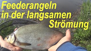 Feederangeln in langsamer Strömung  Feedern im kleinen Fluss  Guiding Leitfaden zur Montage [upl. by Ibba]