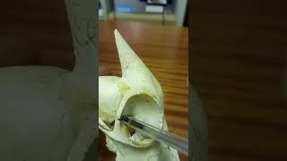 ANATOMY OF THE SPHENOID BONE OF THE GOAT [upl. by Toby]