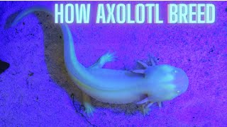 This Is How Axolotl Breed [upl. by Zile]