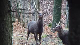 Older sika deer trains younger sika deer to fight  Älterer Sikahirsch trainiert Junghirsch im Kampf [upl. by Yoj788]