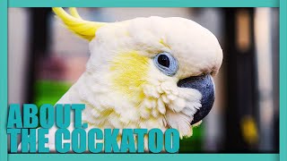 ABOUT The COCKATOO  One Of The Most POPULAR Pet Birds [upl. by Laoj482]