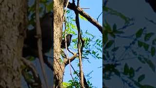 Catbird sings a little bit then flies nature bird catbird wildlife [upl. by Nevaj668]