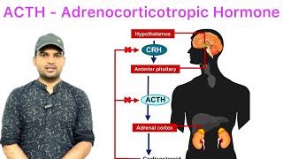 ACTH  Adrenocorticotropic Hormone overview [upl. by Aenneea241]