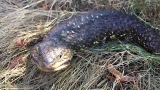 Shingleback Lizard Defense [upl. by Nrubua214]